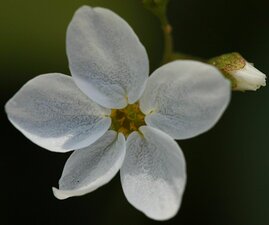 Lithophragma cymbalaria flower